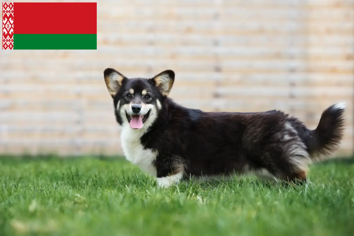 Read more about the article Welsh Corgi crescători și căței în Belarus