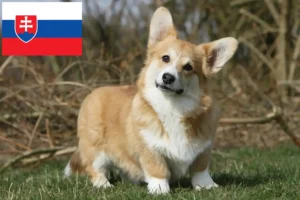 Read more about the article Welsh Corgi crescători și căței în Slovacia