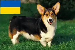 Read more about the article Welsh Corgi crescători și căței în Ucraina