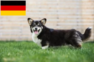 Read more about the article Welsh Corgi crescători și căței în Germania