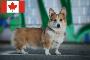 Read more about the article Welsh Corgi crescători și căței în Canada