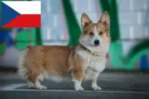 Read more about the article Welsh Corgi crescători și căței în Republica Cehă