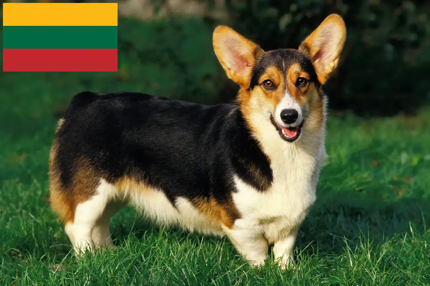 Read more about the article Welsh Corgi crescători și căței în Lituania