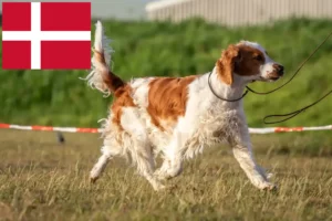 Read more about the article Welsh Springer Spaniel crescători și căței în Danemarca