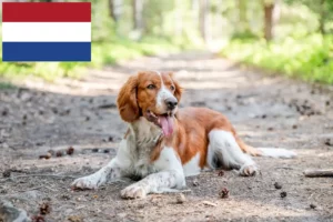 Read more about the article Welsh Springer Spaniel crescători și căței în Olanda