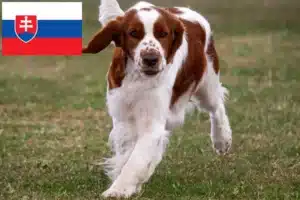 Read more about the article Welsh Springer Spaniel crescători și căței în Slovacia