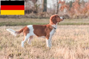 Read more about the article Welsh Springer Spaniel crescători și căței în Germania