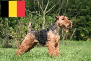 Read more about the article Welsh Terrier crescători și căței în Belgia