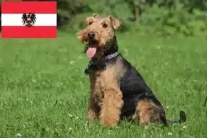 Read more about the article Welsh Terrier crescători și căței în Austria