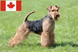 Read more about the article Welsh Terrier Crescători și căței în Canada