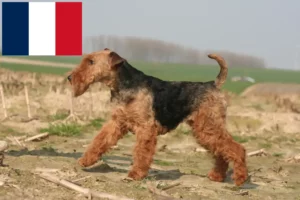 Read more about the article Welsh Terrier crescători și căței în Franța