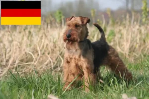 Read more about the article Welsh Terrier crescători și căței în Germania