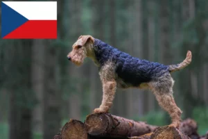 Read more about the article Welsh Terrier crescători și căței în Republica Cehă