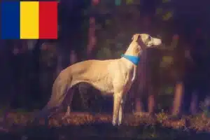 Read more about the article Crescători de Whippet și căței în România