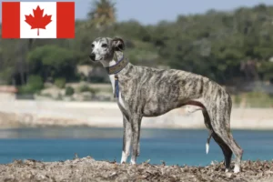 Read more about the article Whippet crescători și căței în Canada