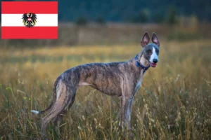 Read more about the article Whippet crescători și căței în Austria