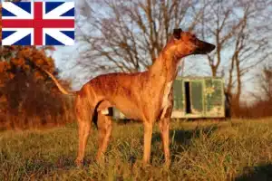 Read more about the article Whippet crescători și căței în Marea Britanie