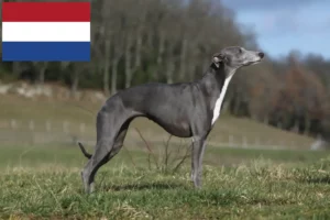 Read more about the article Whippet crescători și căței în Olanda