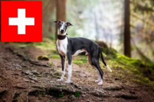 Read more about the article Whippet crescători și căței în Elveția