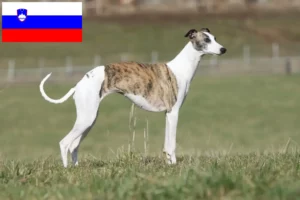 Read more about the article Whippet crescători și căței în Slovenia