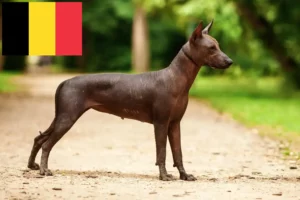 Read more about the article Xolo crescători și căței în Belgia