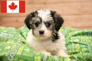 Read more about the article Yorkipoo crescători și căței în Canada