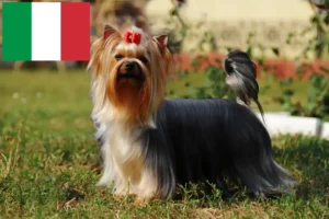 Read more about the article Yorkshire Terrier crescători și căței în Italia