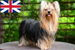 Read more about the article Yorkshire Terrier Crescători și căței în Marea Britanie