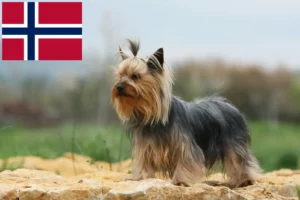 Read more about the article Yorkshire Terrier crescători și căței în Norvegia