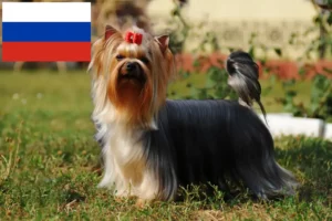 Read more about the article Yorkshire Terrier crescători și căței în Rusia