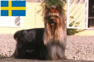 Read more about the article Yorkshire Terrier crescători și căței în Suedia