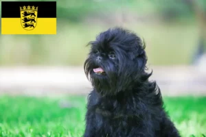 Read more about the article Affenpinscher crescători și căței în Baden-Württemberg