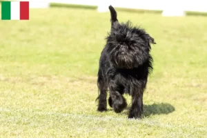 Read more about the article Affenpinscher crescători și căței în Italia