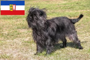 Read more about the article Crescători de Affenpinscher și căței în Schleswig-Holstein