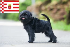 Read more about the article Affenpinscher crescători și căței în Bremen