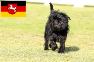 Read more about the article Crescători de Affenpinscher și căței în Saxonia Inferioară