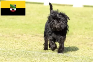 Read more about the article Affenpinscher crescători și căței în Saxonia-Anhalt