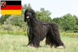 Read more about the article Afghan Hound crescători și căței în Renania-Palatinat