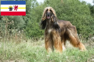 Read more about the article Afghan Hound crescători și căței în Mecklenburg-Vorpommern