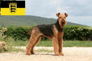 Read more about the article Airedale Terrier crescători și căței în Baden-Württemberg