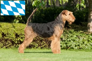 Read more about the article Airedale Terrier crescători și căței în Bavaria