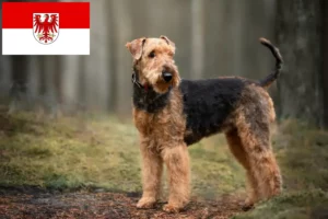 Read more about the article Airedale Terrier crescători și căței în Brandenburg