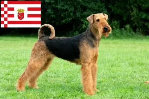 Read more about the article Airedale Terrier crescători și căței în Bremen