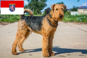 Read more about the article Airedale Terrier crescători și căței în Hessen