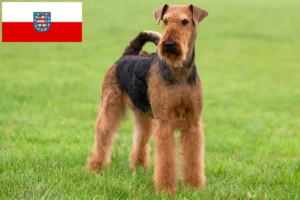 Read more about the article Airedale Terrier crescători și căței în Thuringia