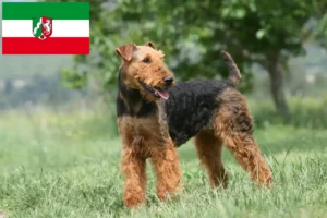 Read more about the article Airedale Terrier crescători și căței în Renania de Nord-Westfalia