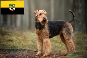 Read more about the article Airedale Terrier crescători și căței în Saxonia-Anhalt