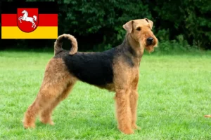 Read more about the article Airedale Terrier crescători și căței în Saxonia Inferioară