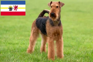 Read more about the article Airedale Terrier crescători și căței în Mecklenburg-Vorpommern