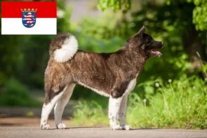 Read more about the article Akita crescători și căței în Hessen